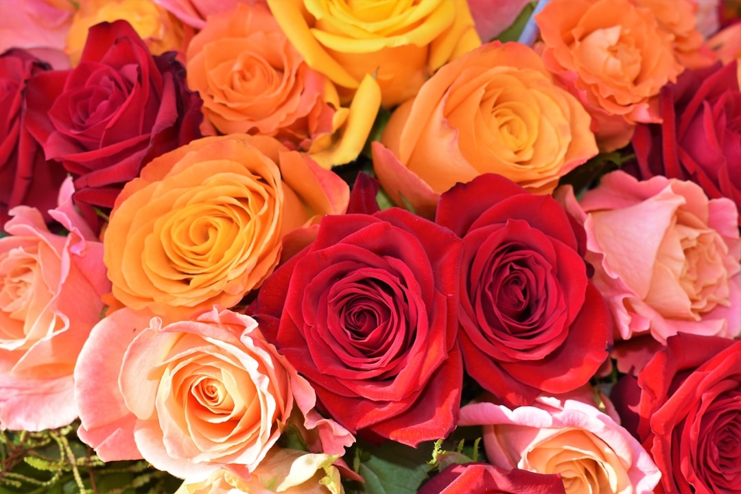 Why do roses cost more on Valentine’s Day